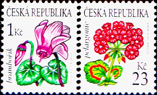 Krása květů - brambořík, pelargonie