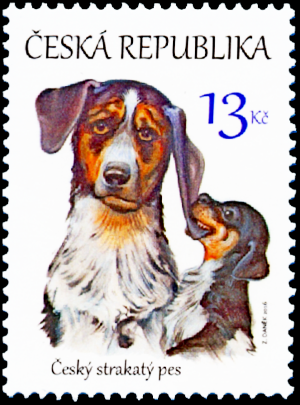Štěňata – česká národní plemena psů - Český strakatý pes
