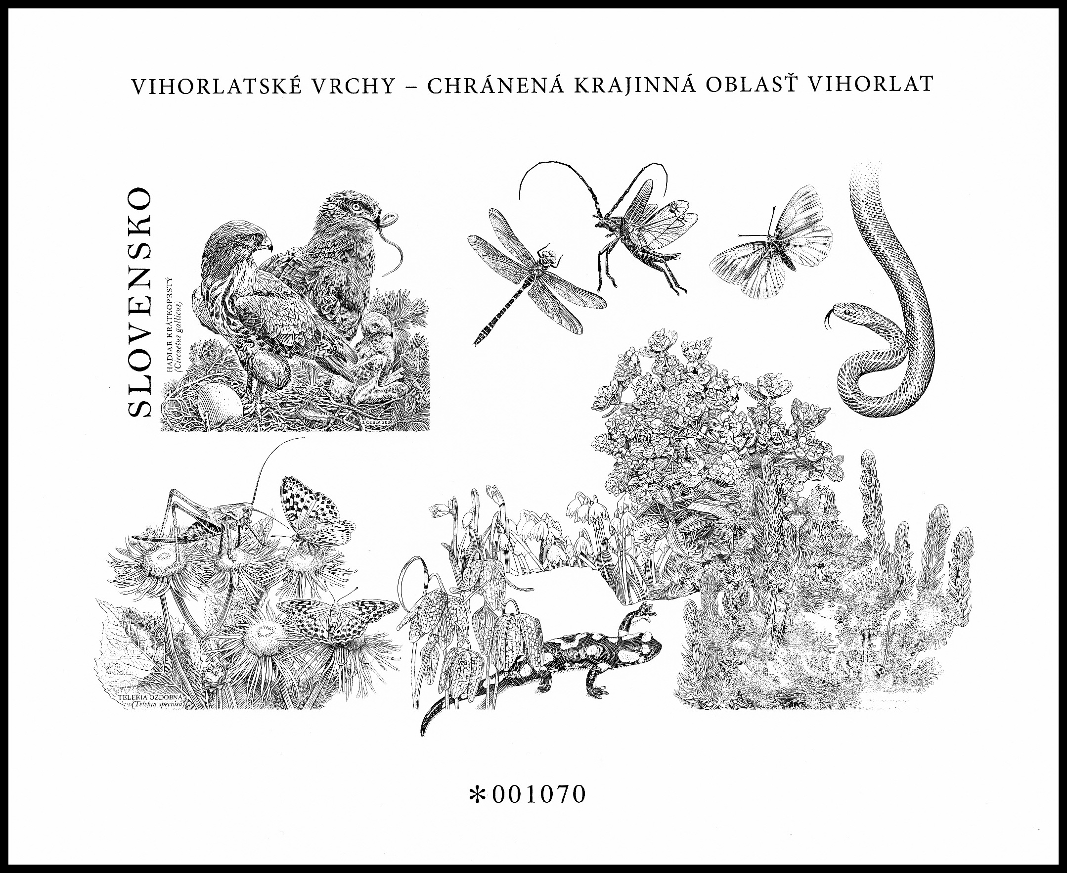 Černotisk- Ochrana přírody: Vihorlatské vrchy - Hadíř krátkoprstý