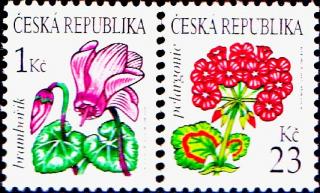 Krása květů - brambořík, pelargonie