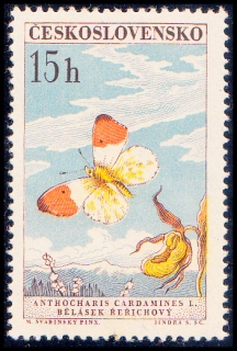 Motýli - bělásek řeřichový II. typ