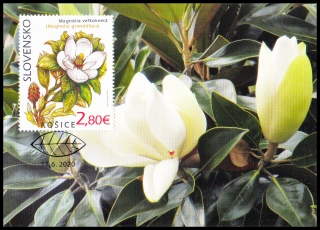 Cartes maximum-Ochrana přírody: Botanická zahrada v Košicích-magnólie velkokvětá